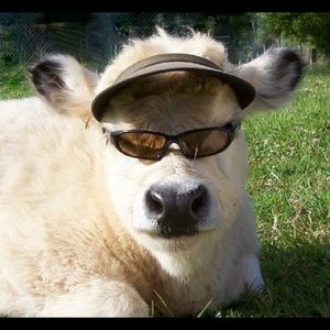 Meet your Posher, Antonella